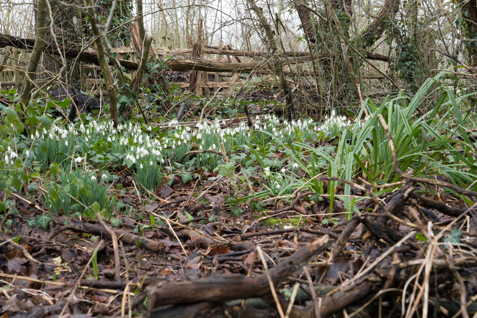 Photography by Chris Allington